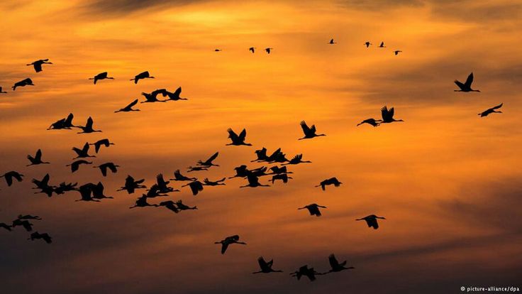 Have You Seen the Blackbirds? Do They Fret Over Their Daily&nbsp;Bread?